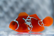 Load image into Gallery viewer, WYSIWYG-Lightning Sunset Maroon Clownfish