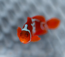 Load image into Gallery viewer, WYSIWYG-Lightning Sunset Maroon Clownfish