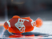 Load image into Gallery viewer, WYSIWYG-Lightning Sunset Maroon Clownfish