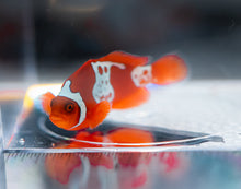 Load image into Gallery viewer, WYSIWYG-Lightning Sunset Maroon Clownfish