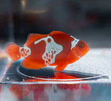 Load image into Gallery viewer, WYSIWYG-Lightning Sunset Maroon Clownfish