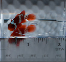 Load image into Gallery viewer, WYSIWYG-Lightning Sunset Maroon Clownfish