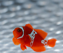 Load image into Gallery viewer, WYSIWYG-Lightning Sunset Maroon Clownfish
