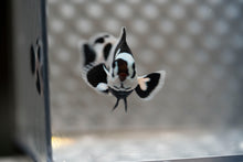 Load image into Gallery viewer, WYSIWYG-Black Storm Ocellaris Clownfish