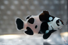 Load image into Gallery viewer, WYSIWYG-Black Storm Ocellaris Clownfish