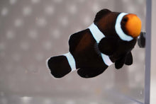 Load image into Gallery viewer, Darwin Ocellaris Clownfish