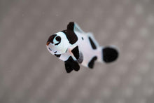 Load image into Gallery viewer, Black Storm Ocellaris Clownfish