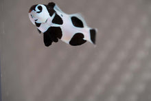 Load image into Gallery viewer, Black Storm Ocellaris Clownfish