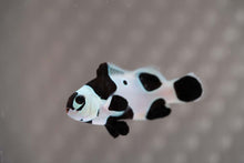 Load image into Gallery viewer, Black Storm Ocellaris Clownfish