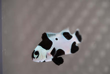 Load image into Gallery viewer, Black Storm Ocellaris Clownfish