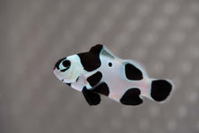 Load image into Gallery viewer, Black Storm Ocellaris Clownfish
