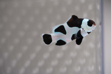 Load image into Gallery viewer, Black Storm Ocellaris Clownfish