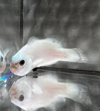 Load image into Gallery viewer, Wyoming White Blizzard Ocellaris Clownfish