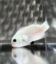 Load image into Gallery viewer, Wyoming White Blizzard Ocellaris Clownfish