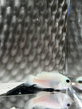 Load image into Gallery viewer, Wyoming White Blizzard Ocellaris Clownfish