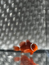 Load image into Gallery viewer, Gold Mis-Bar Maroon Clownfish