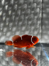 Load image into Gallery viewer, Gold Mis-Bar Maroon Clownfish