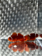 Load image into Gallery viewer, Gold Mis-Bar Maroon Clownfish