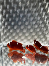 Load image into Gallery viewer, Gold Mis-Bar Maroon Clownfish