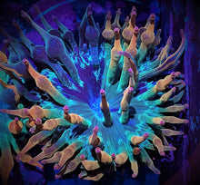 Load image into Gallery viewer, ECC Nexus Anemone