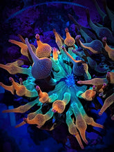 Load image into Gallery viewer, ECC Nexus Anemone