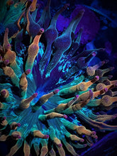 Load image into Gallery viewer, ECC Nexus Anemone