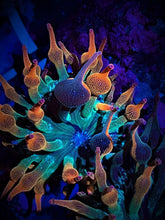 Load image into Gallery viewer, ECC Nexus Anemone