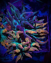 Load image into Gallery viewer, ECC Nexus Anemone