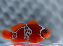 Load image into Gallery viewer, WYSIWYG-Lightning Sunset Maroon Clownfish
