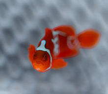 Load image into Gallery viewer, WYSIWYG-Lightning Sunset Maroon Clownfish
