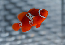 Load image into Gallery viewer, WYSIWYG-Lightning Sunset Maroon Clownfish
