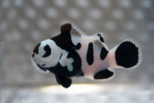 Load image into Gallery viewer, WYSIWYG-Black Storm Ocellaris Clownfish
