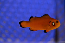 Load image into Gallery viewer, Dotted Cheek Naked Ocellaris Clownfish
