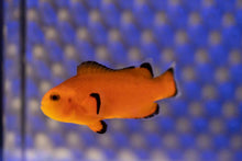 Load image into Gallery viewer, Naked Ocellaris Clownfish
