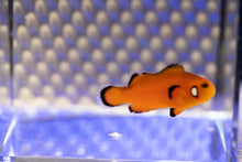 Load image into Gallery viewer, Dotted Cheek Naked Ocellaris Clownfish
