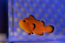 Load image into Gallery viewer, Naked Ocellaris Clownfish
