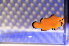 Load image into Gallery viewer, Dotted Cheek Naked Ocellaris Clownfish
