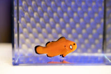 Load image into Gallery viewer, Dotted Cheek Naked Ocellaris Clownfish
