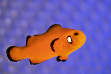 Load image into Gallery viewer, Dotted Cheek Naked Ocellaris Clownfish
