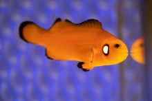 Load image into Gallery viewer, Dotted Cheek Naked Ocellaris Clownfish
