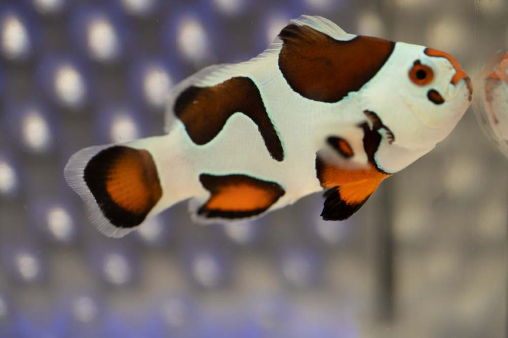 Mocha Sunset Storm Ocellaris Clownfish (Orange Eyed)