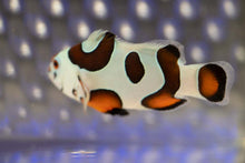 Load image into Gallery viewer, Mocha Sunset Storm Ocellaris Clownfish (Orange Eyed)
