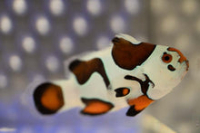 Load image into Gallery viewer, Mocha Sunset Storm Ocellaris Clownfish (Orange Eyed)
