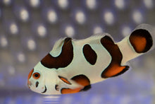 Load image into Gallery viewer, Mocha Sunset Storm Ocellaris Clownfish (Orange Eyed)
