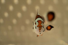 Load image into Gallery viewer, Mocha Sunset Storm Ocellaris Clownfish (Orange Eyed)
