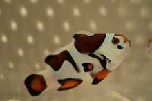 Load image into Gallery viewer, Mocha Sunset Storm Ocellaris Clownfish (Orange Eyed)
