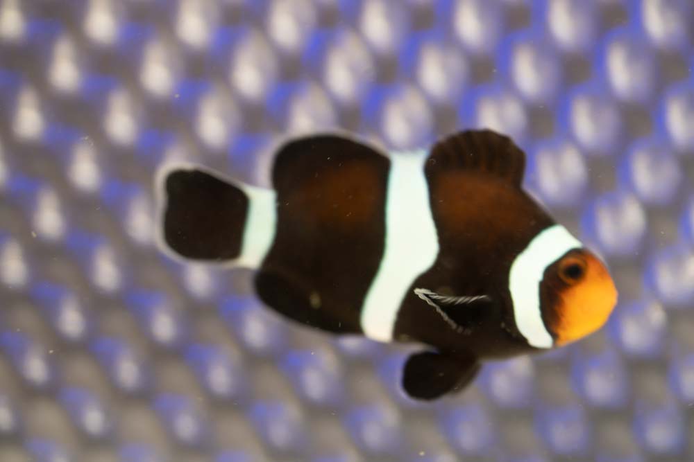 Darwin Ocellaris Clownfish