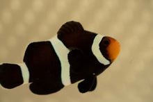 Load image into Gallery viewer, Darwin Ocellaris Clownfish
