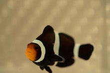 Load image into Gallery viewer, Darwin Ocellaris Clownfish
