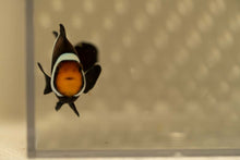 Load image into Gallery viewer, Darwin Ocellaris Clownfish
